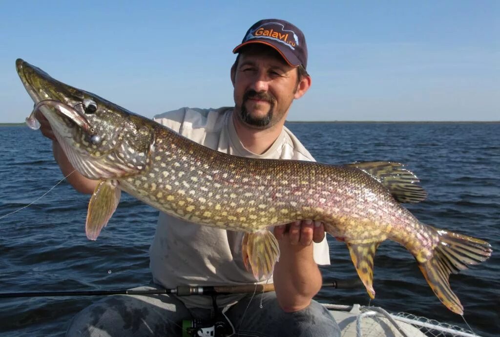 Рыбалка на рыбинке. Рыбалка на Рыбинском водохранилище. Рыбалка Рыбинское водохранилище ВКОНТАКТЕ. Фото зимней рыбалки на Рыбинке.