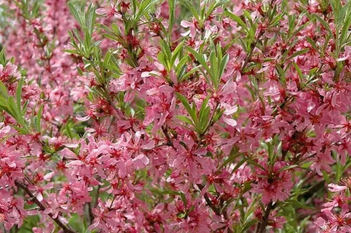 Миндаль розовая пена. Миндаль степной (prunus tenella). миндаль бобовник куст. миндаль степной бобовник. миндаль ледебура кустарник.