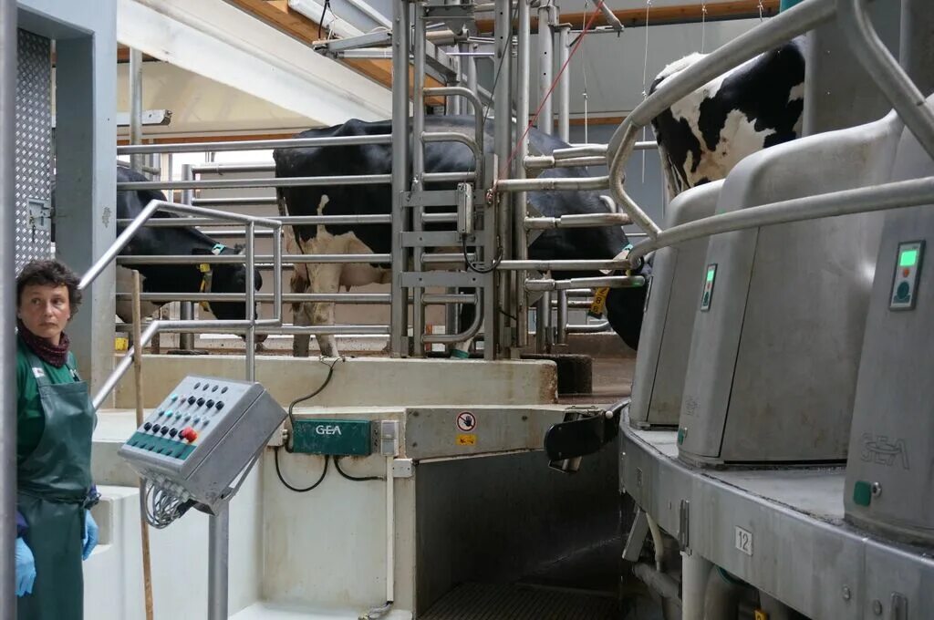 Столовой выгульня система. Роботизированная карусель gea dairyproq. Центр системы животноводства. Центр системы животноводства. Станок опороса биг дачмен.