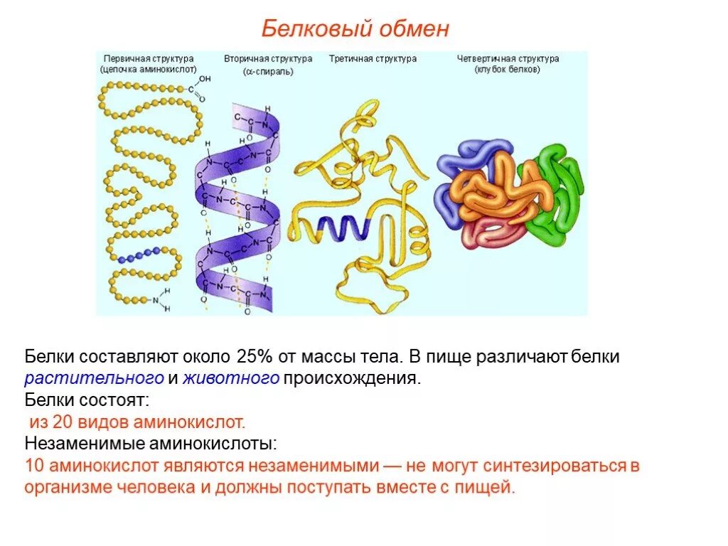 Белковый обмен в организме. Белки вещества. Белки состоят из. Белки аминокислоты. Белковые соединения.