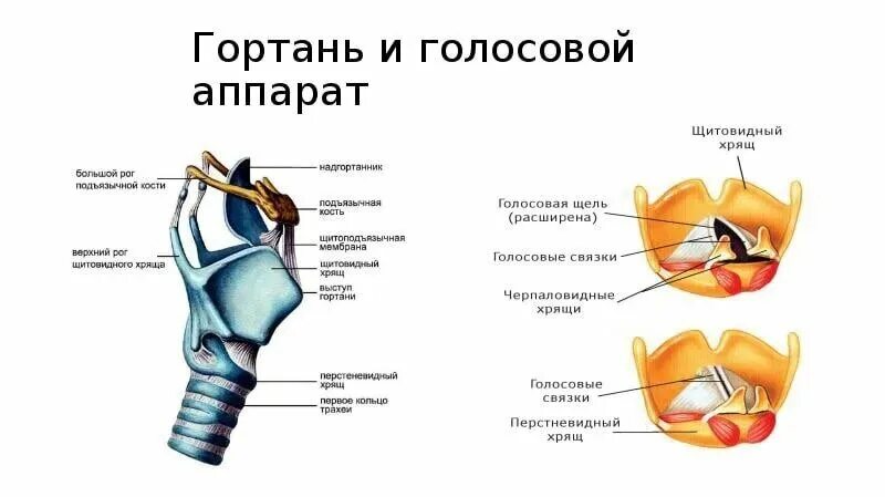 Из чего состоит пение. Строение гортани голосовые связки. Строение гортани фонетика. Строение гортани вокал. Строение голосового аппарата голосовые складки.