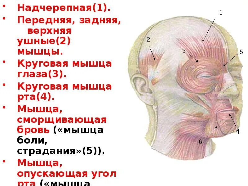 Функции надчерепных мышц. Функции надчерепных мышц