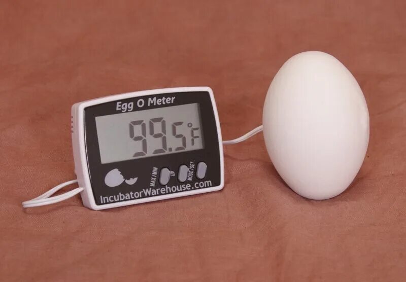 Градусник для инкубатора. Egg o Meter термометр для яиц. Инкубатор Egg incubator. Термометр на яйцо для инкубатора. Инкубатор для яиц Egg incubator QC Pass 04.