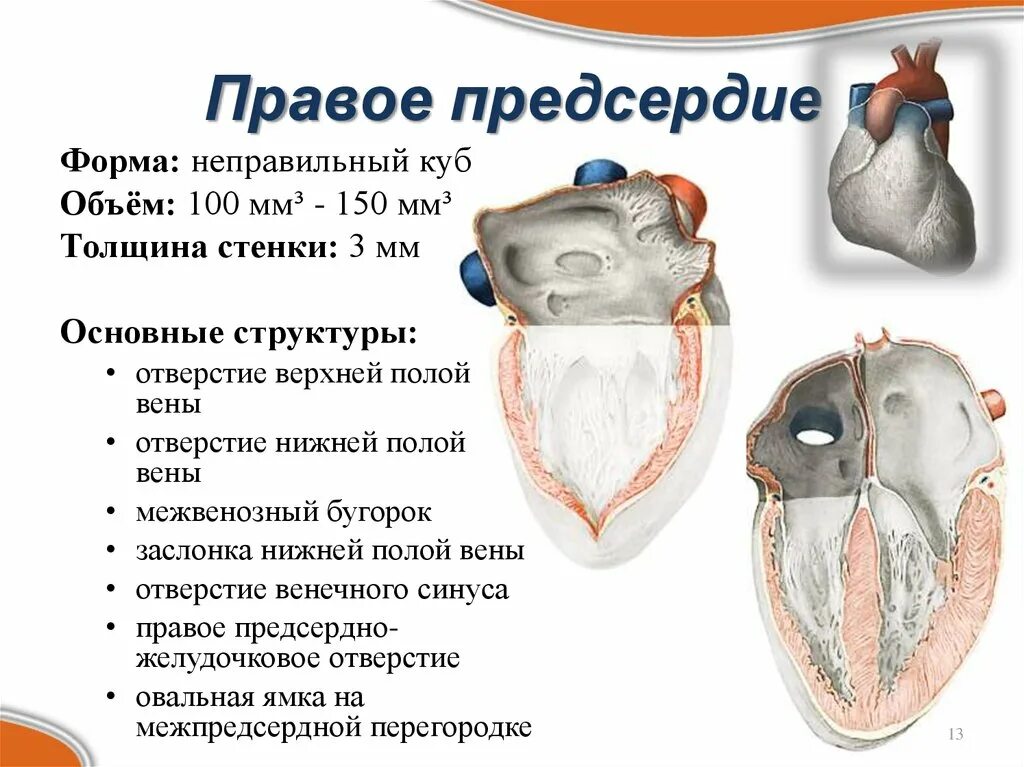 Особенности предсердия. Строение правого предсердия анатомия. Правое предсердие сердца анатомия. Строение правого предсердия сердца анатомия. Межвенозный бугорок сердца анатомия.