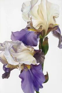 Iris home