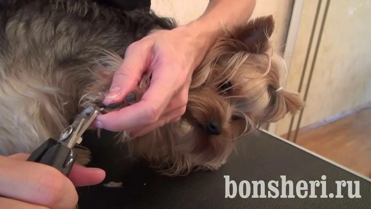 Подстригание когтей йорку. Йоркширский терьер стрижка когтей. Джек рассел стрижка когтей. Как подстричь когти ерику. Как подстричь когти собаке когтерезкой.