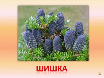 Звук шишка