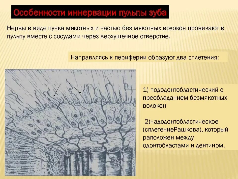 Функции пульпы зуба. Клеточные элементы пульпы зуба. строение пульпы несформированного зуба. строение пульпы гистология. функции пульпы зуба гистология.