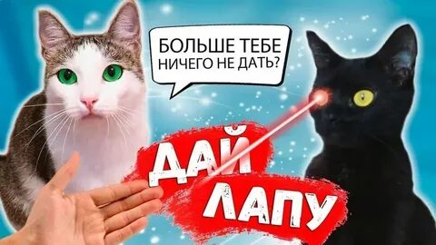 Канал саня шоу
