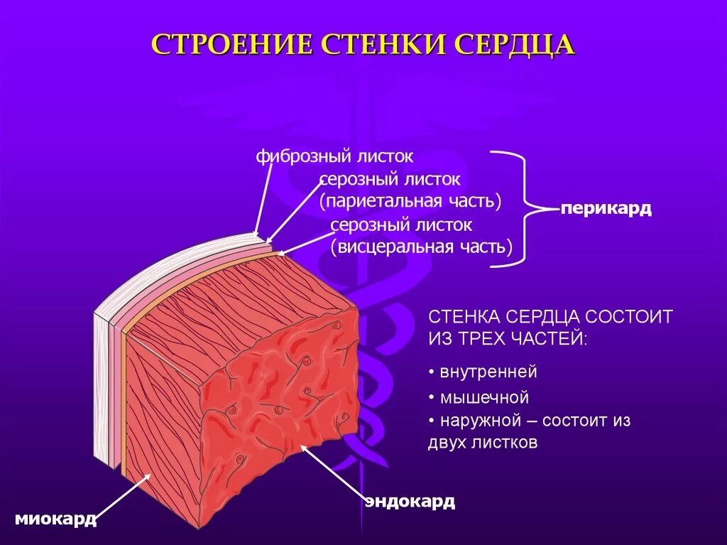 В состав какой системы входит сердце. Перикард миокард эндокард строение стенки. Строение стенки сердца (эндокард, миокард, перикард). Строение сердца 3 слоя. Наружный соединительнотканный слой стенки сердца.