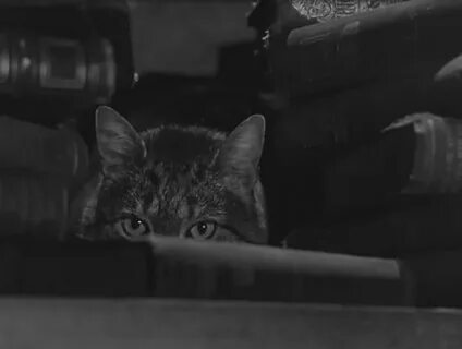 Кошачья история ужасов