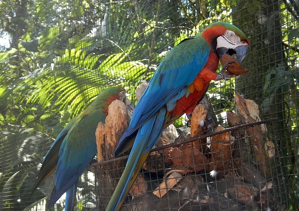 Жили были попугаи. Какаду и ара. Сельва попугай ара. Африканский попугай ара Африка. Попугай ара в Бразилии красный.