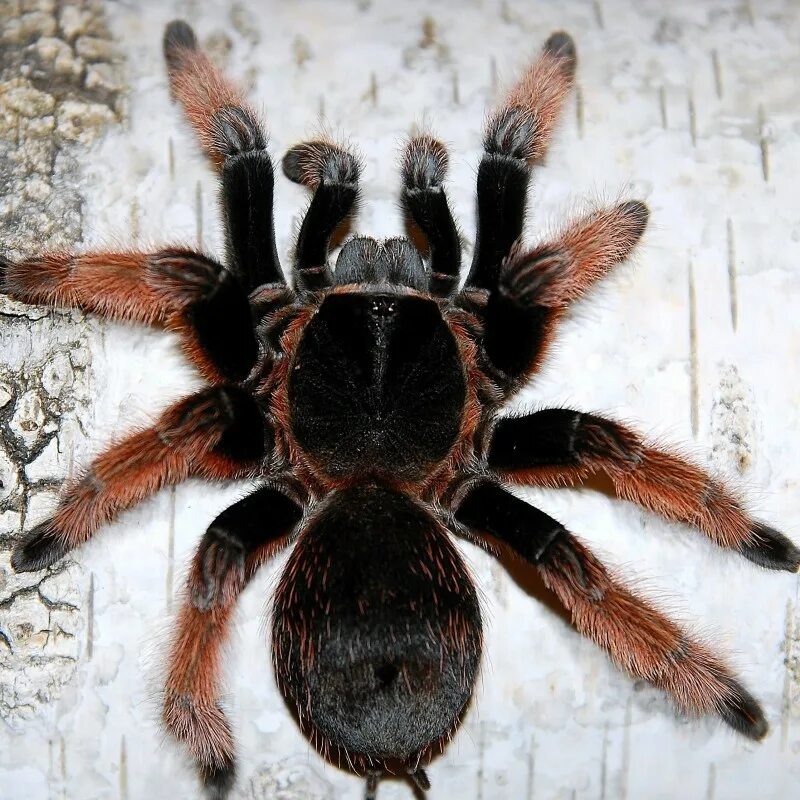 Паук птицеед содержание. Брахипельма клааси. паук-птицеед brachypelma klaasi. брахипельма альбопилосум l1. брахипельма смити l4.