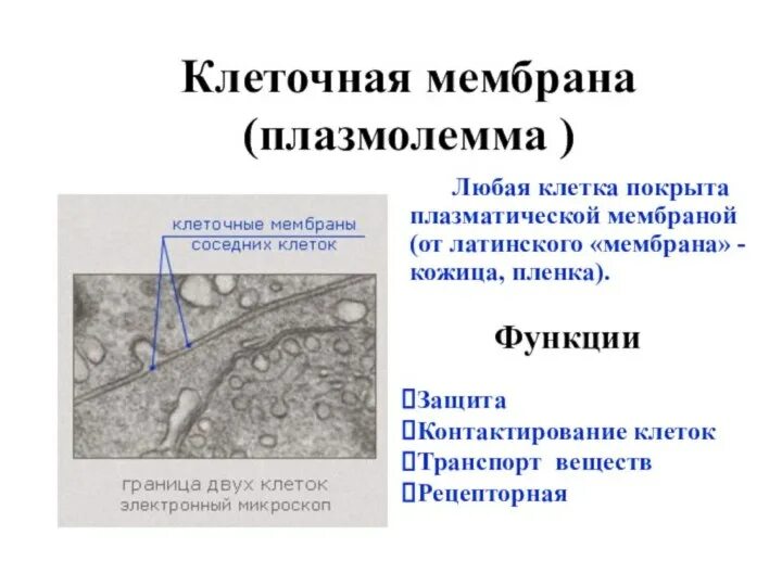 У растений мембрана покрыта. Цитоплазматическая мембрана цитолемма микрофотография. Клеточная мембрана растений. Функция цитоплазматической мембраны в растительной клетке. Проницаемость клеточных мембран.