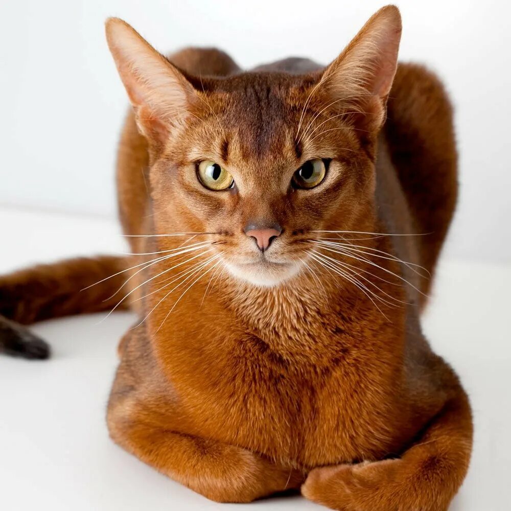 Темно рыжий кот. Абиссинская кошка. чаузи ф1 абиссинский. чаузи кошка ф1. кот породы абиссинец.