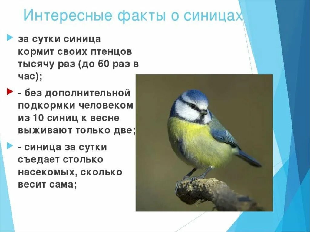 Интересные факты о птицах. Факты о синицах. Интересные факты о синичках. Синица факты для детей.