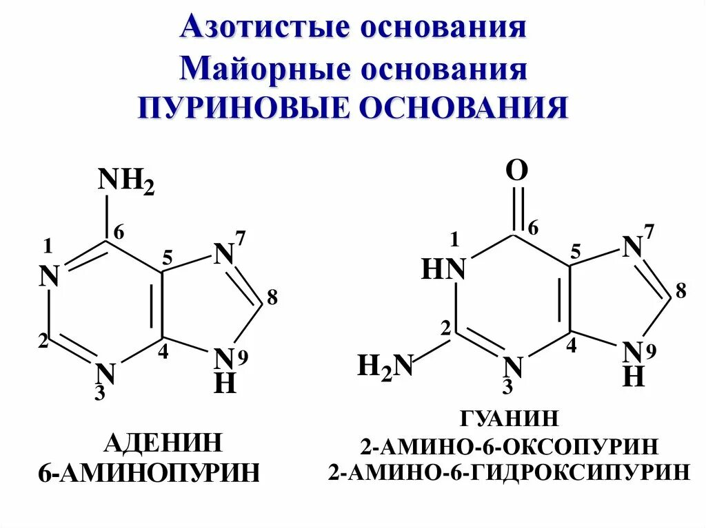 Азотистые основания производные Пурина. Формулы пуриновых азотистых оснований. Пуриновые и пиримидиновые основания формулы. Азотистые основания пуринового ряда.