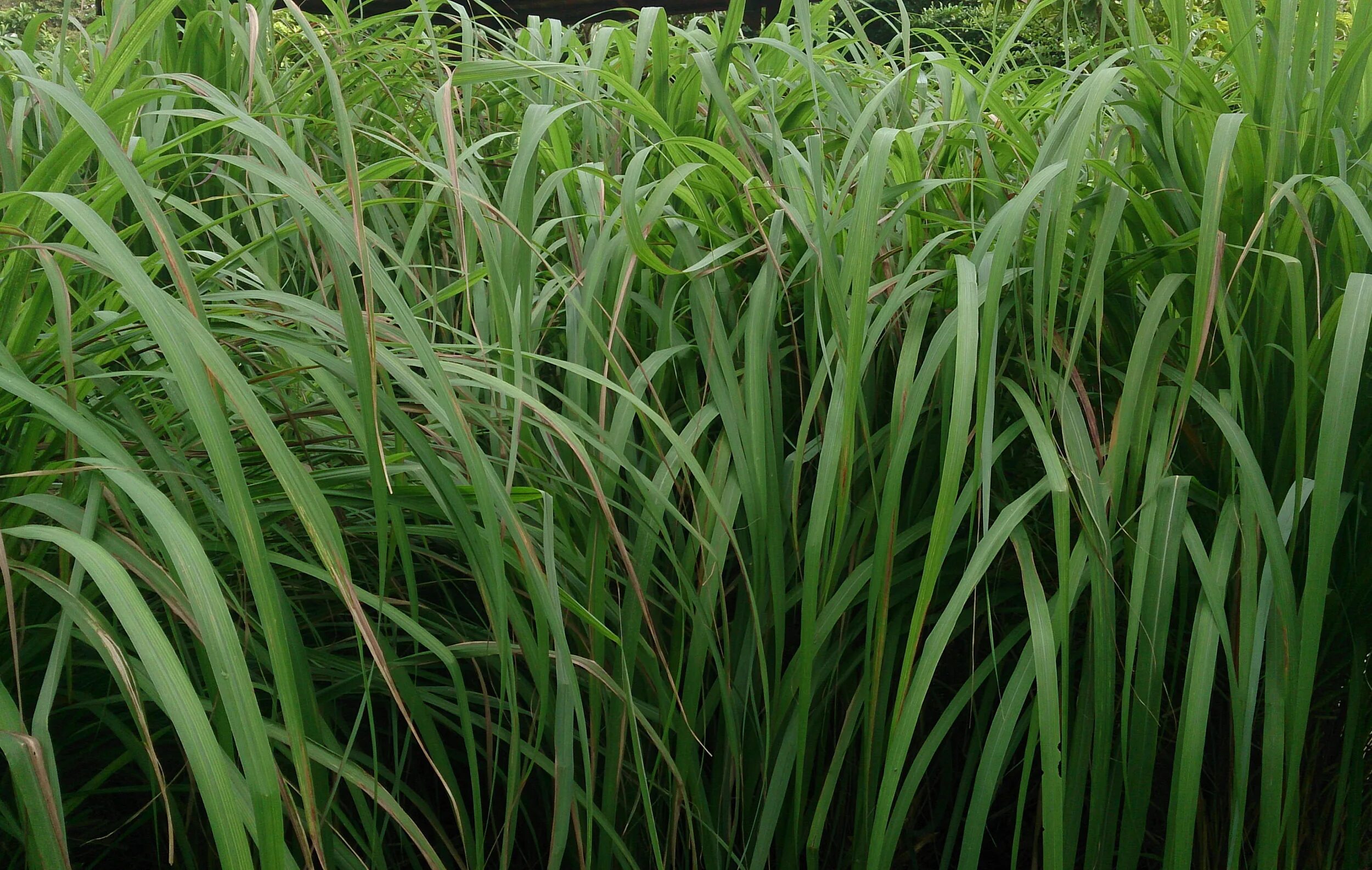 11. Цитронелла. Cymbopogon Nardus. Cymbopogon winterianus. Цитронелла (Cymbopogon flexuosus). Цимбопогон