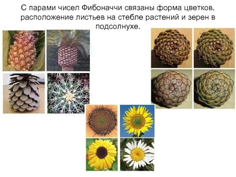 Фибоначчи фото - DelaDom.ru