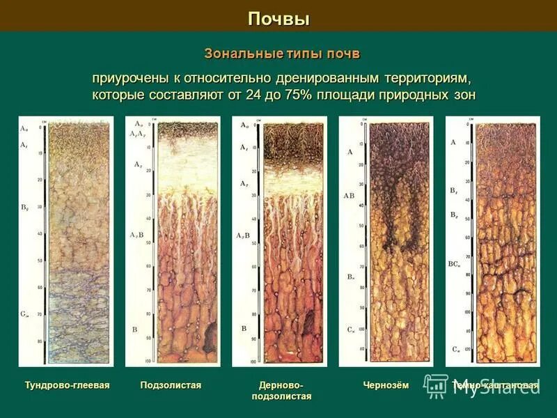 Почвенно растительные зоны. Чернозём подзолистая Каштановая Тундровая глеевая. Зональные типы почв России. Дерново-подзолистые глееватые и глеевые почвы. Почвенные профили тундрово-глеевые.