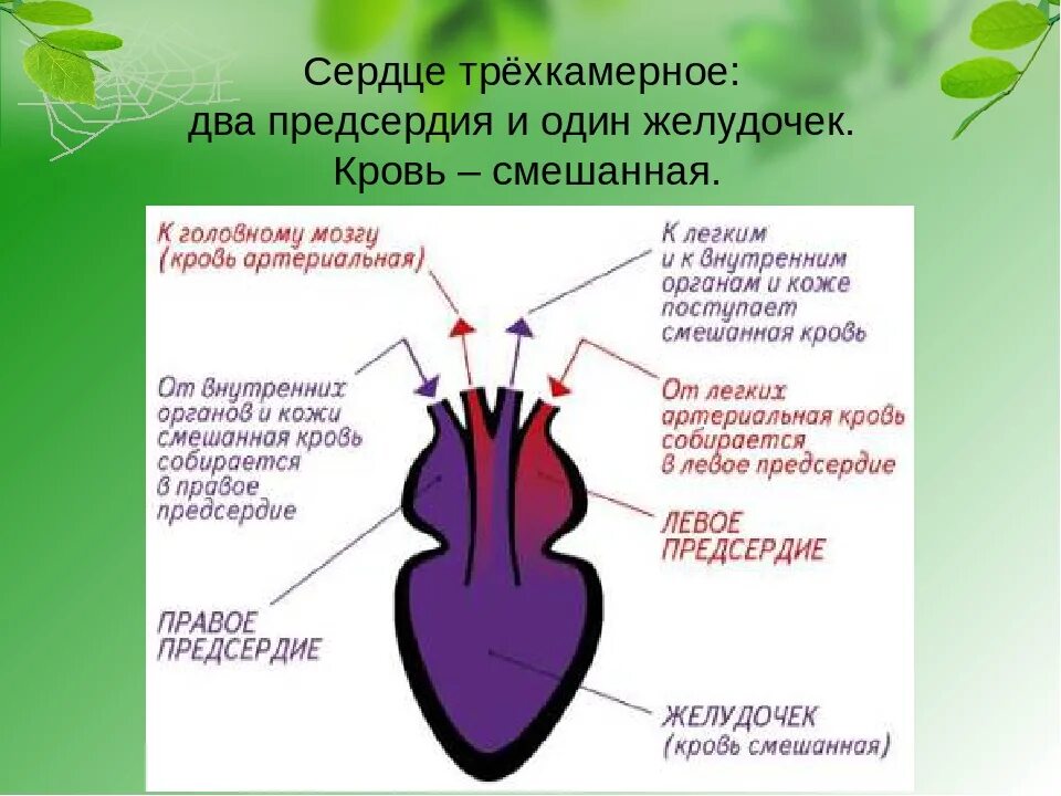 Строение сердца земноводных. Схема строения сердца амфибий. Схема строения сердца лягушки. Сердце земноводных схема. У какого животного трехкамерное