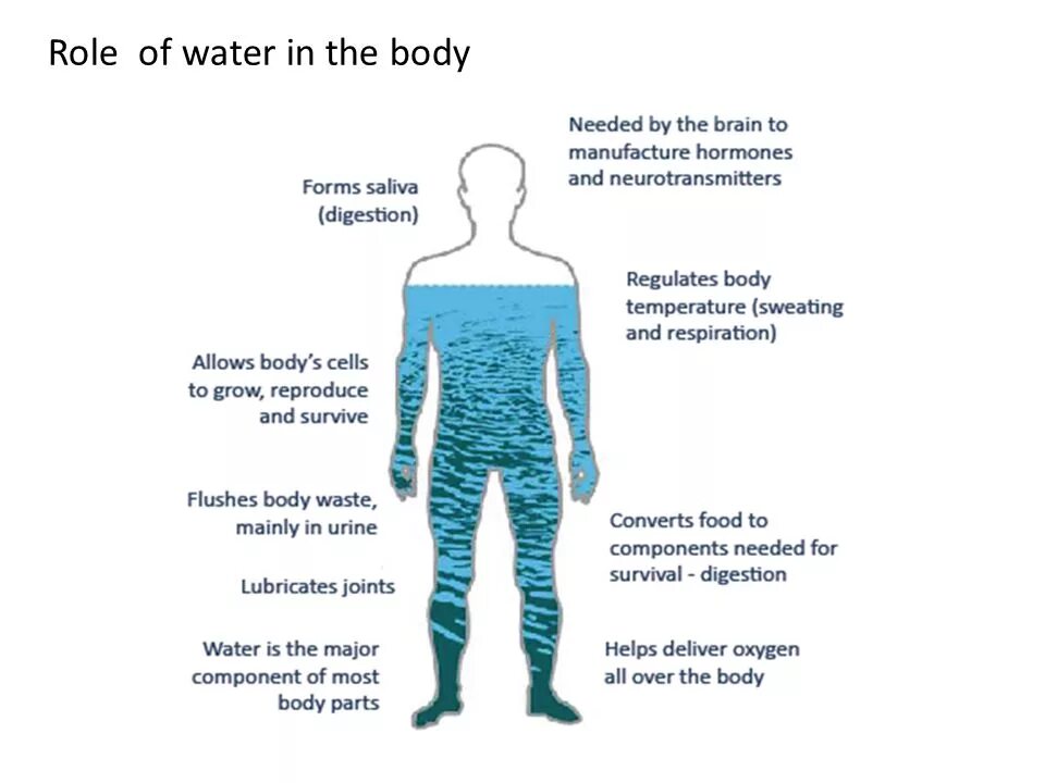 Our bodies our lives. Functions of Water. How much Water in body. Function of Water in the Human body. Вода в организме человека картинки.