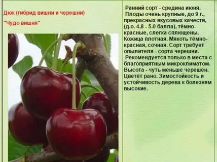 Вишня дюк описание сорта отзывы