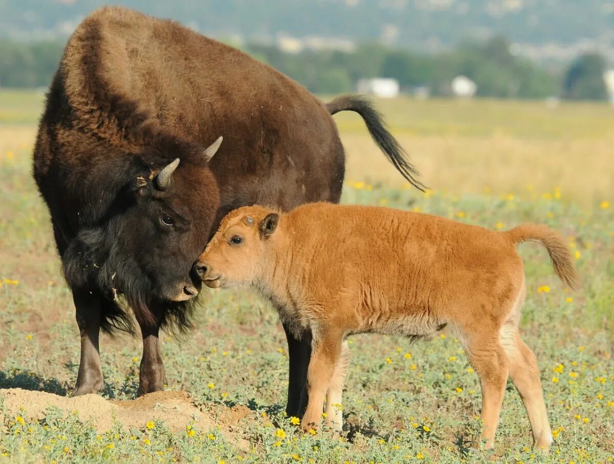 Бизон (Bison Bison). Американский Степной Бизон. Бизоны в Северной Америке. Лесной Бизон Северной Америки.