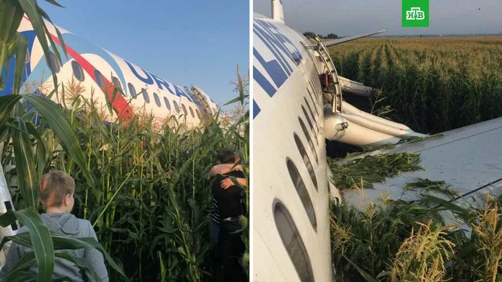 А321 Уральские авиалинии кукурузное поле. Уральские авиалинии кукурузное поле. Уральские авиалинии кукурузное поле пилот. Дети сажают самолет