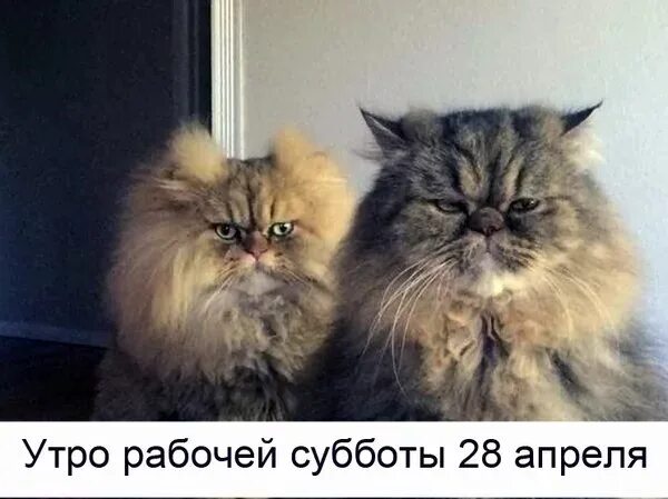 27 рабочая суббота за какой день отрабатываем. Рабочее утро субботы. доброе утро рабочая суббота. рабочая суббота картинки. доброй рабочей субботы картинки.