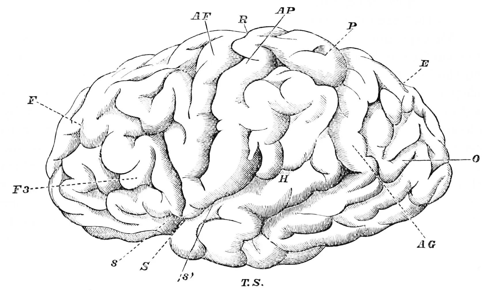 After brain. Мозг рисунок. Мозг рисунок карандашом лёгкий. Convolutions of the Brain.