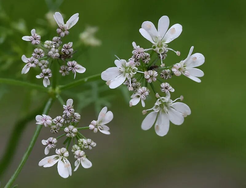 How to Plant and Grow Coriander(Coriandrum sativum)
