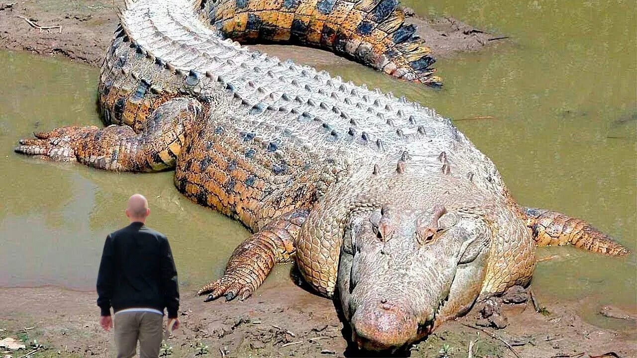 10 самых больших животных. Остров Рамри крокодиловая бойня. Гребнистый крокодил. Гигантский гребнистый крокодил. Гребнистый крокодил самый большой.