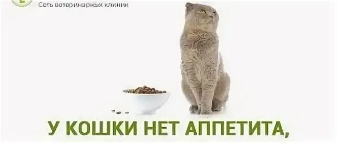 У кошки нет аппетита. У кошки нет аппетита
