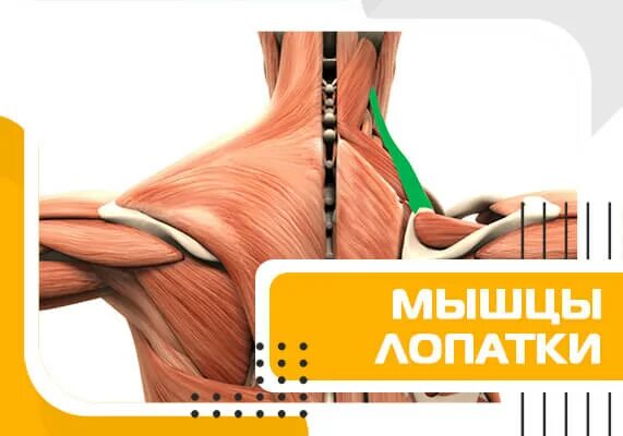 Биомеханика мышц лопатки. Мышцы лопатки анатомия биомеханика. Отрыв мышц от лопатки. Evotren мышечные линии. Лк мышца