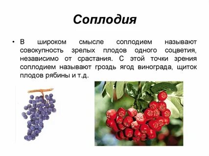 Соплодие это