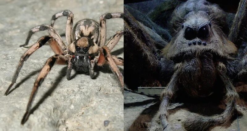 Possibly the biggest huntsman spider ever photographed in Australia - Album on I