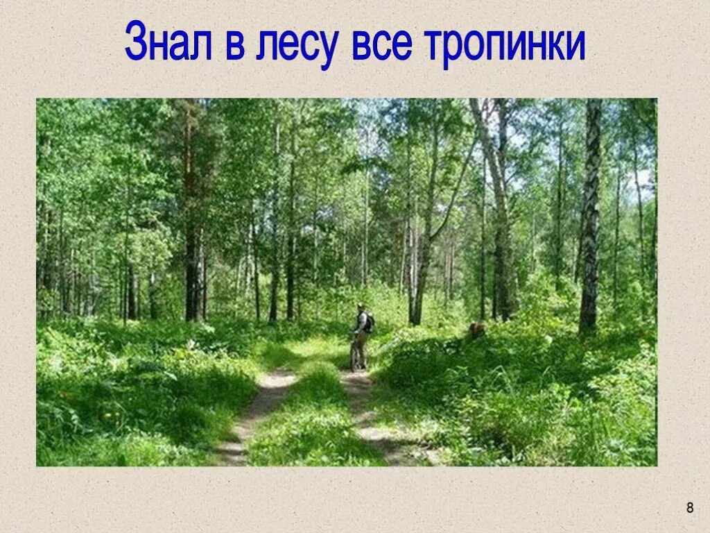 Если знал был лес. Может знает лес высоту небес текст. Презентация о лесе для начальной школы. Правила природы леса. Почему у сосны в лесу нижние ветви отмирают.