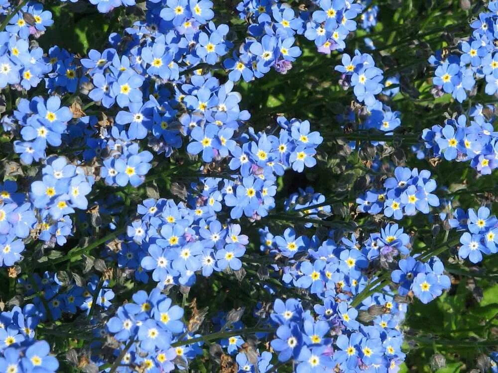 Альпийская Незабудка многолетник. Незабудка Альпийская (Myosotis alpestris). Незабудка Садовая голубая. Альпийская Незабудка Блу Болл. Незабудка посев