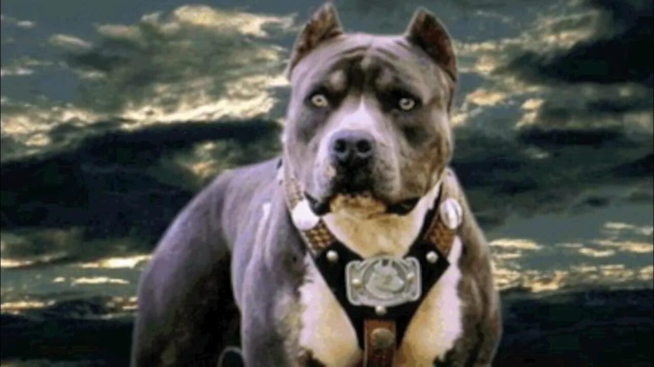 Питбуль команда. Американский стаффордширский терьер. американский питбуль терьера. американский стаффордширский терьер голубой. кане корсо собака.