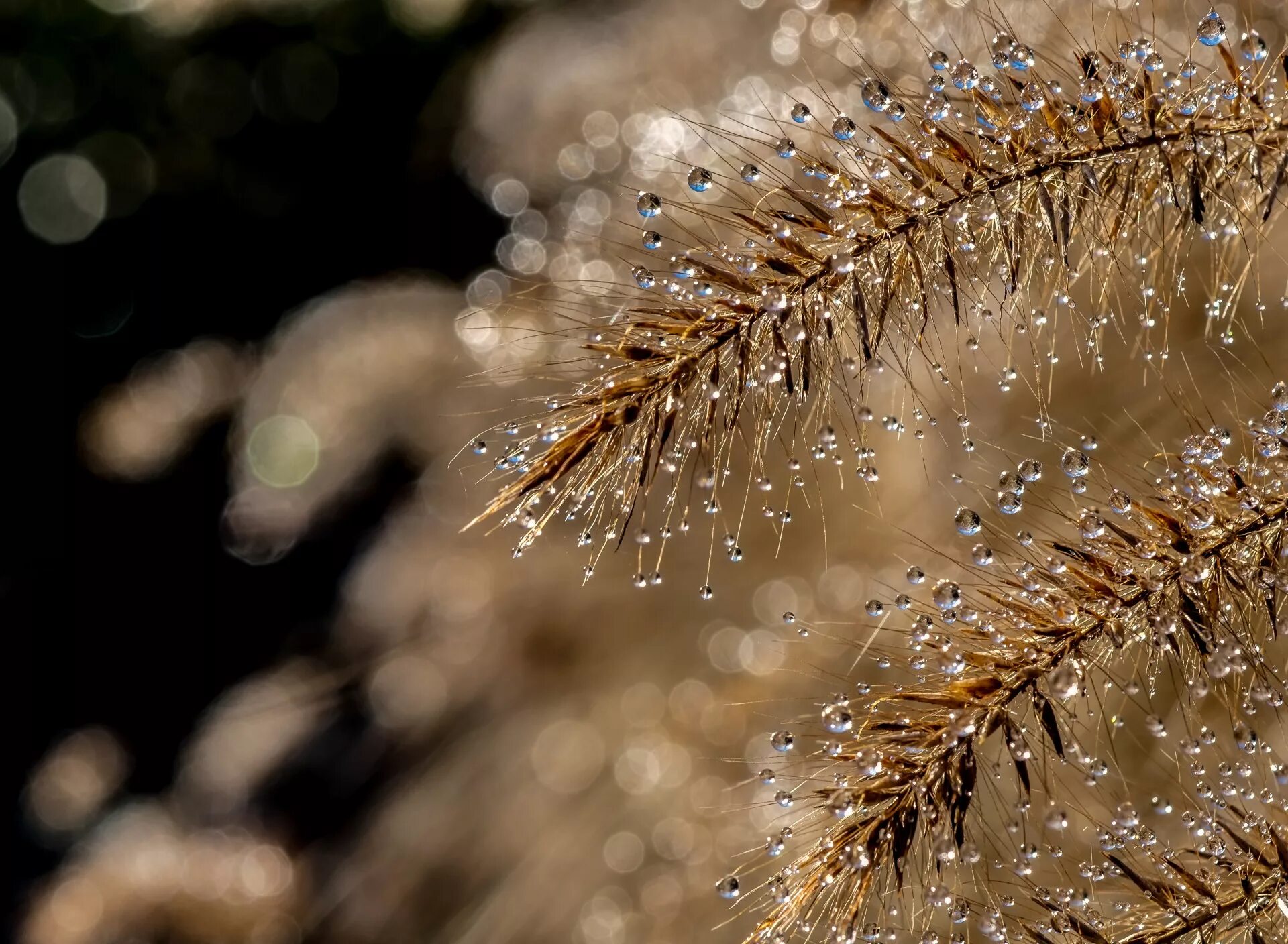 New macro