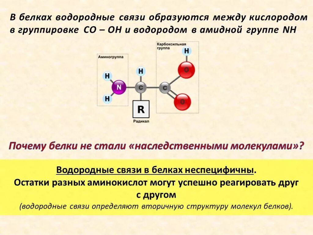 Белки соединение в цепи. Формирование водородных связей в белковой цепи. Водородная связь в белках. Водородные связи в молекуле белка. Водородная связь между белками.