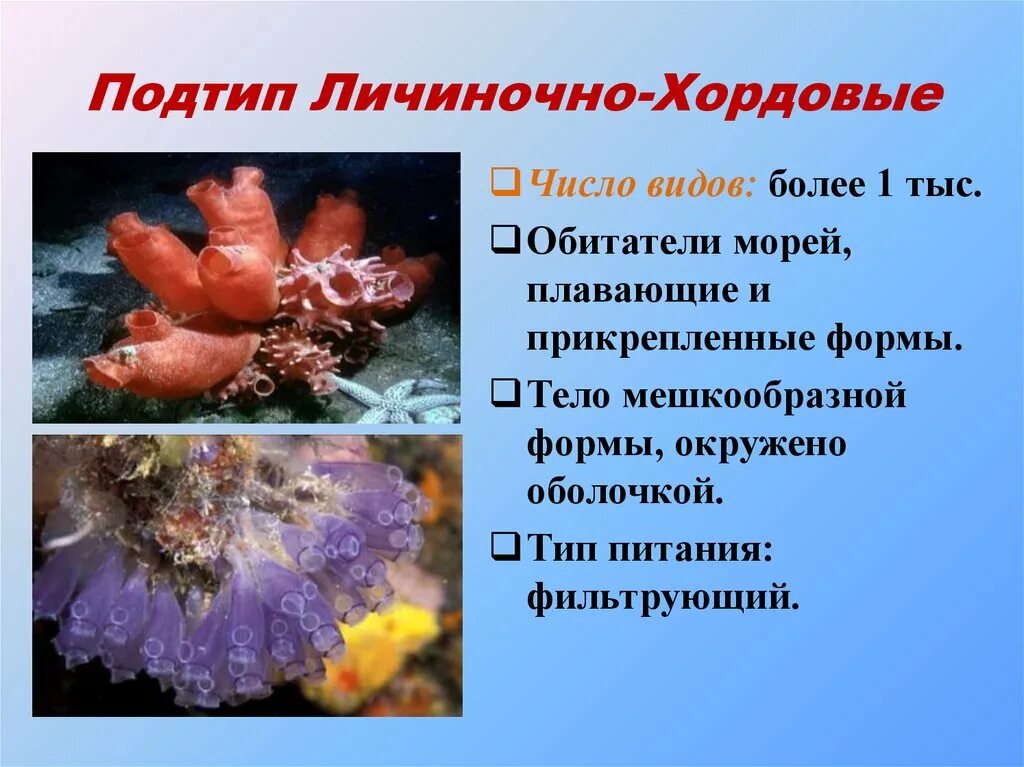 Сообщение о личиночно хордовых. Подтип личиночнохордовые асцидии. подтип личиночнохордовые строение. подтип оболочники (личиночнохордовые). подтип личиночно хордовые.