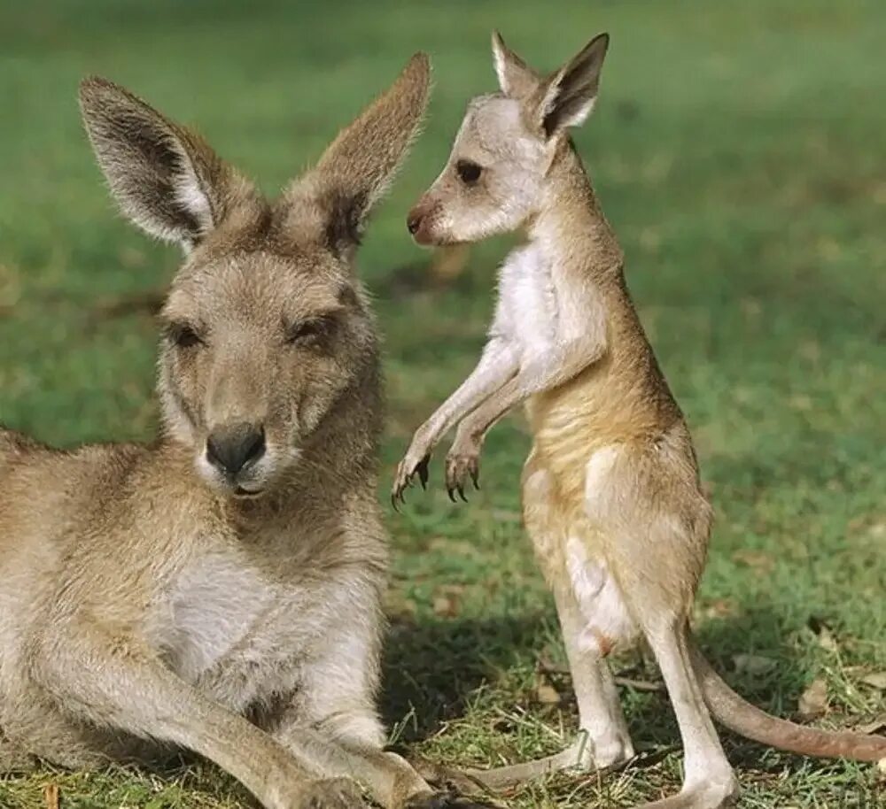 Животные Австралии кенгуру. Кенгуру в Австралии. Кенгуру детеныш кенгуру. Валлаби детеныш.