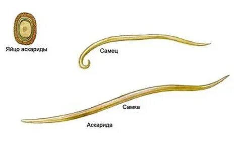 Круглые черви аскариды нематоды