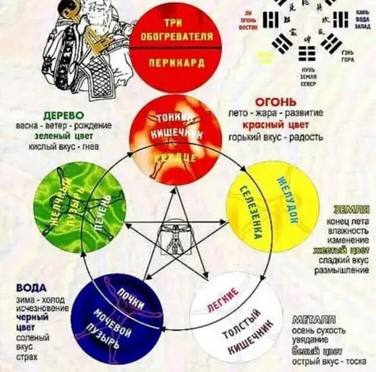 Связь органов человека. У син ароматерапия.