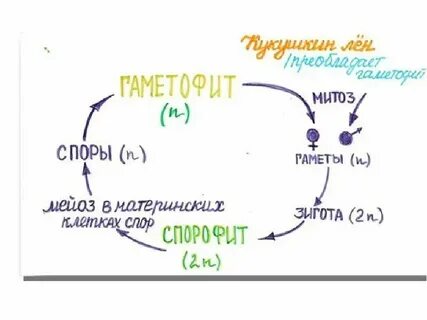 Сфагнум набор хромосом