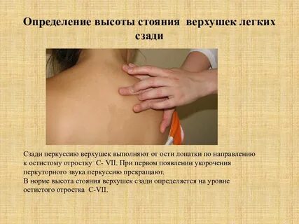 Перкуссия норма