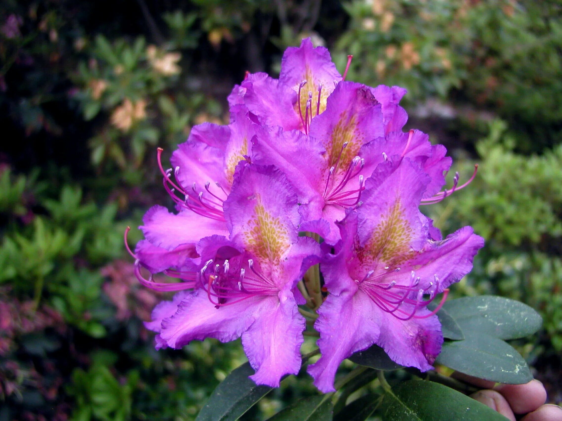 Рододендрон гибридный libretto. Цветок либретто. Рододендрон гибридный либретто. Азалия/рододендрон гибридный (rhododendron hybrida libretto. Рододендрон гибридный либретто.