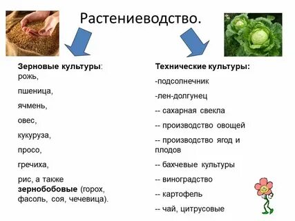 Товары из растениеводства употребляемые в быту